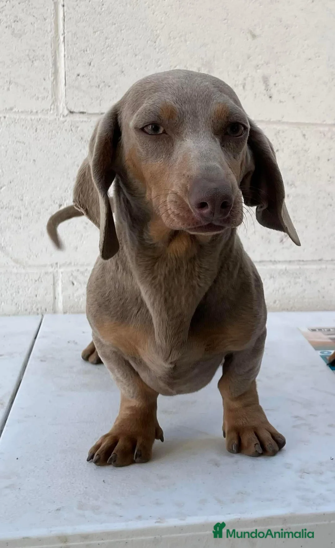 Teckel Miniatura perros en venta: Teckel listos para entregar  en Ciudad Real - Anuncio 5