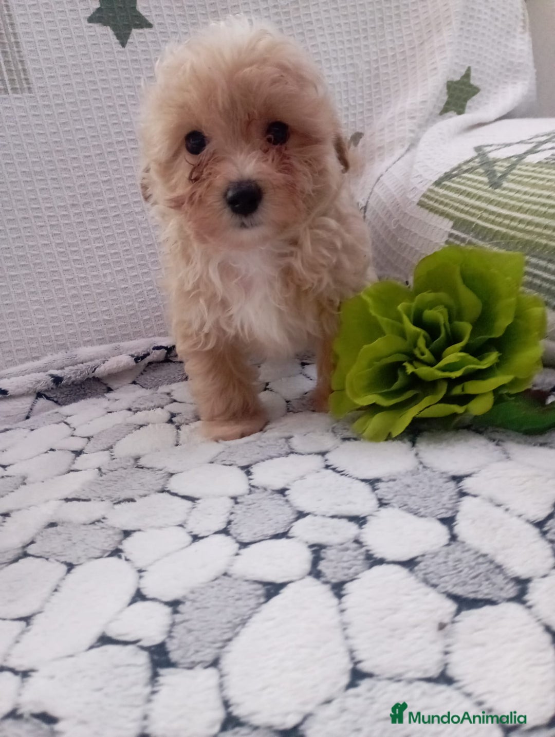 Maltipoo perros en venta: Maltipoo - Anuncio 2