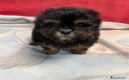 Shihpoo perros en venta: Monísimo ShihPoo Negro y fuego - Imagen 4