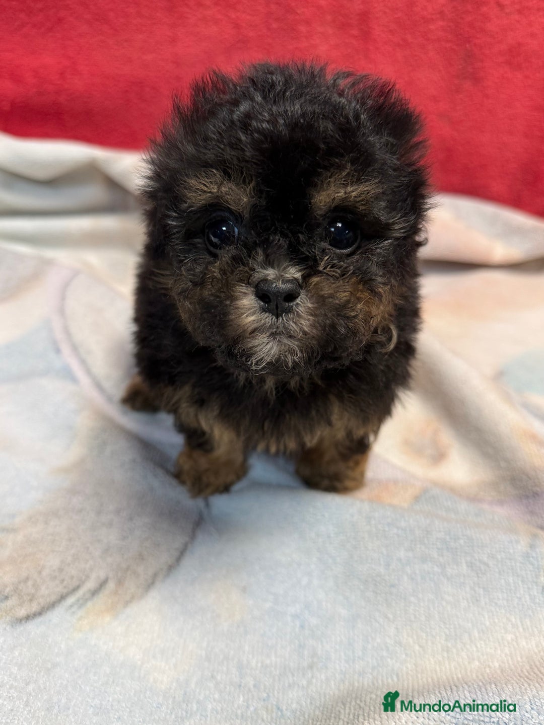 Shihpoo perros en venta: Monísimo ShihPoo Negro y fuego - Imagen 4