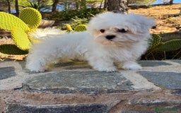 Bichón Maltés perros en venta: Bichon Maltés Toy macho disponible  - Imagen 8