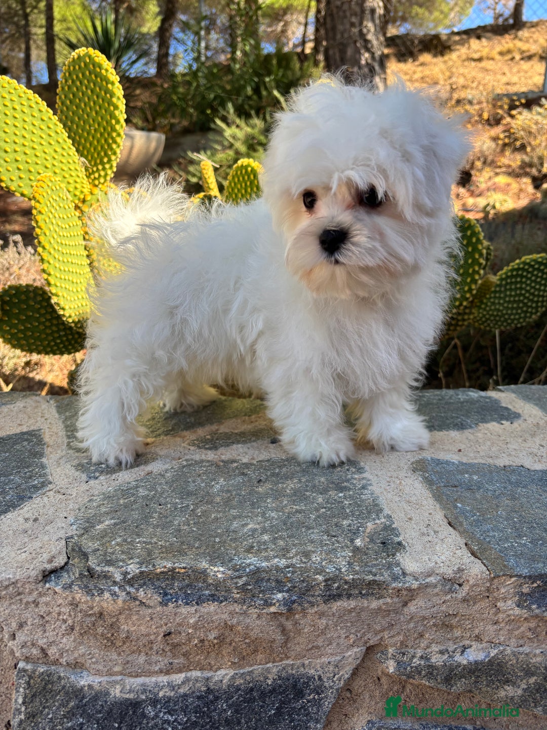 Bichón Maltés perros en venta: Bichon Maltés Toy macho disponible  - Imagen 8