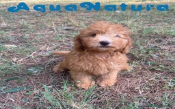 Raza Mixta perros en venta: Caniche Macho de Barbie 6295 AQUANATURA - Imagen 4
