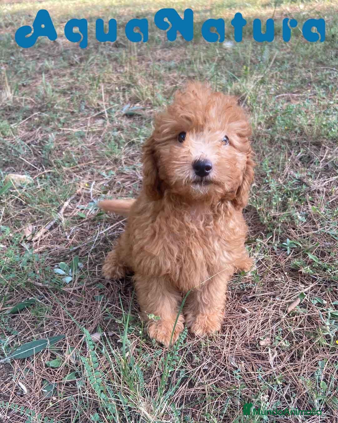 Raza Mixta perros en venta: Caniche Macho de Barbie 6295 AQUANATURA - Imagen 4