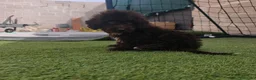 Perro de Agua Español perros en venta: Pda choco en Salamanca - Anuncio 5