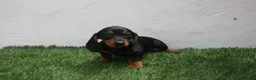Teckel Miniatura perros en venta: Teckel miniatura  - Anuncio 13