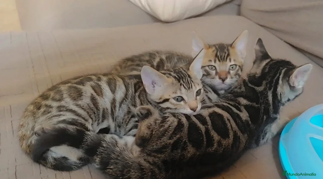 Bengalí gatos en venta: Preciosos gatitos bengali  - Anuncio 6
