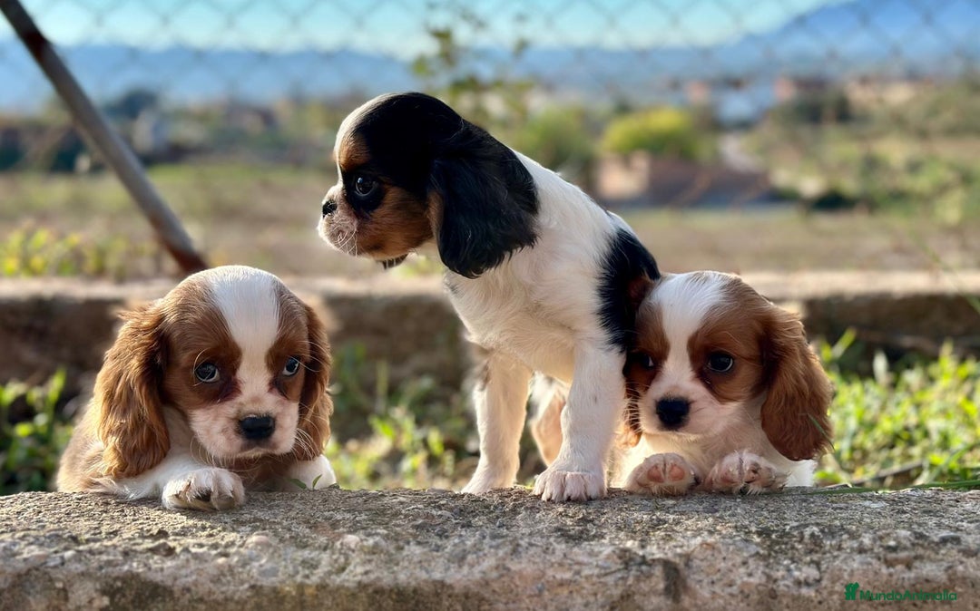 Cavalier King Charles Spaniel perros en venta: Cavaller king  - Imagen 6