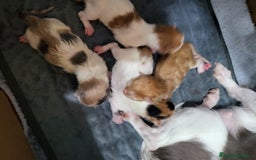 Maine Coon gatos en venta: Gatitos de Maine Coon  - Imagen 4