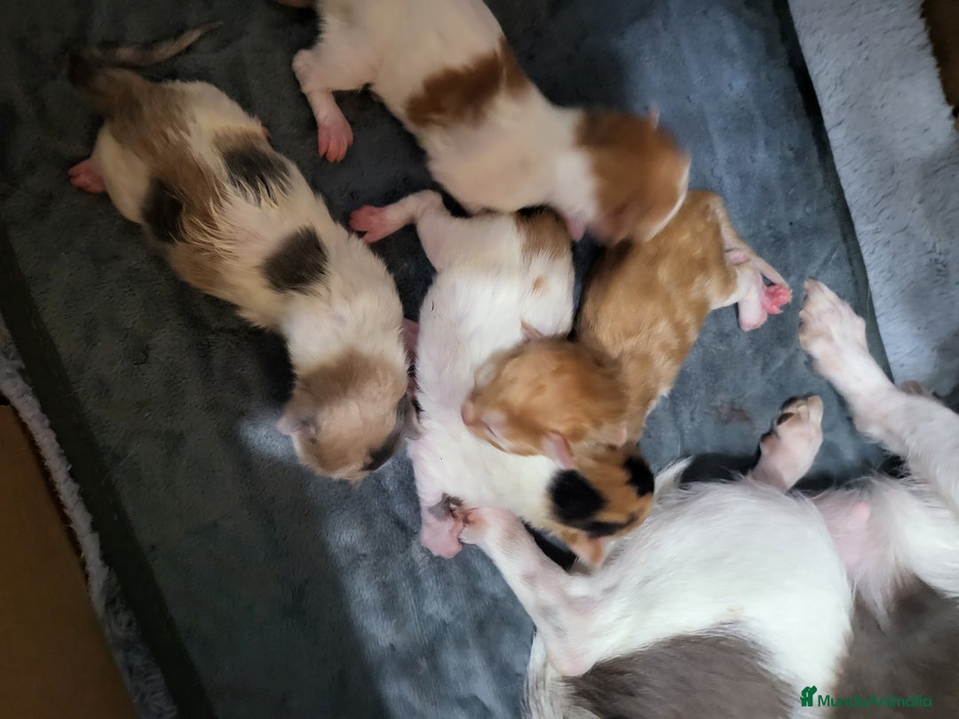 Maine Coon gatos en venta: Gatitos de Maine Coon  - Imagen 4
