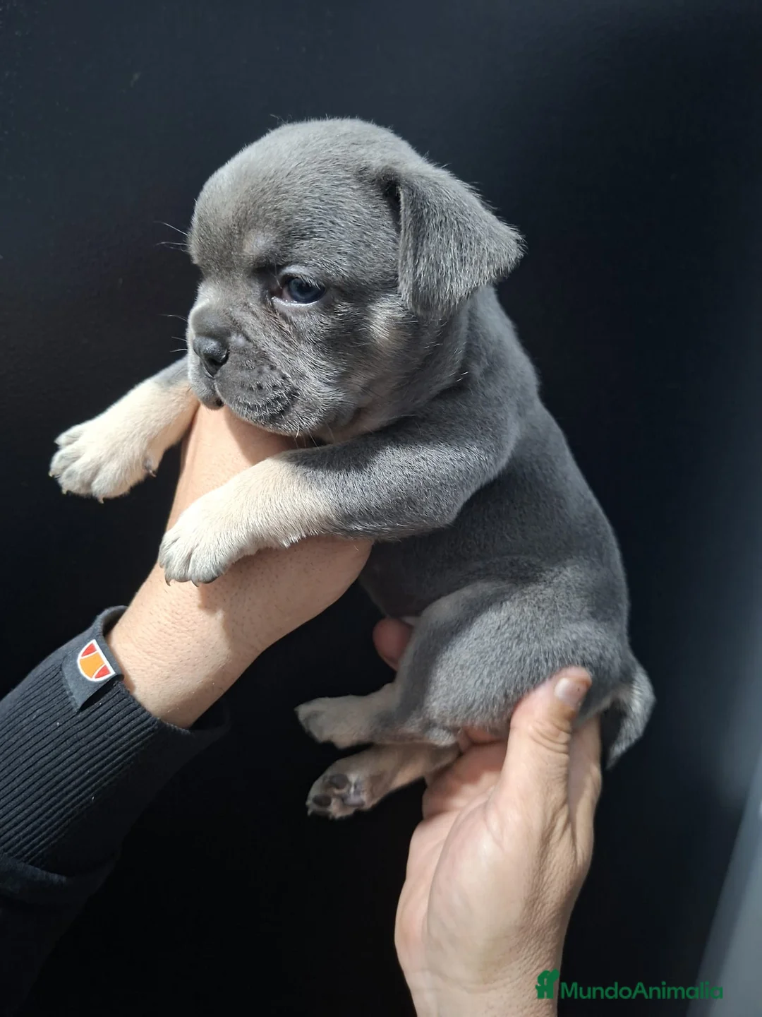 Bulldog Francés perros en venta: Macho Bulldog frances tri blue fawn - Anuncio 3