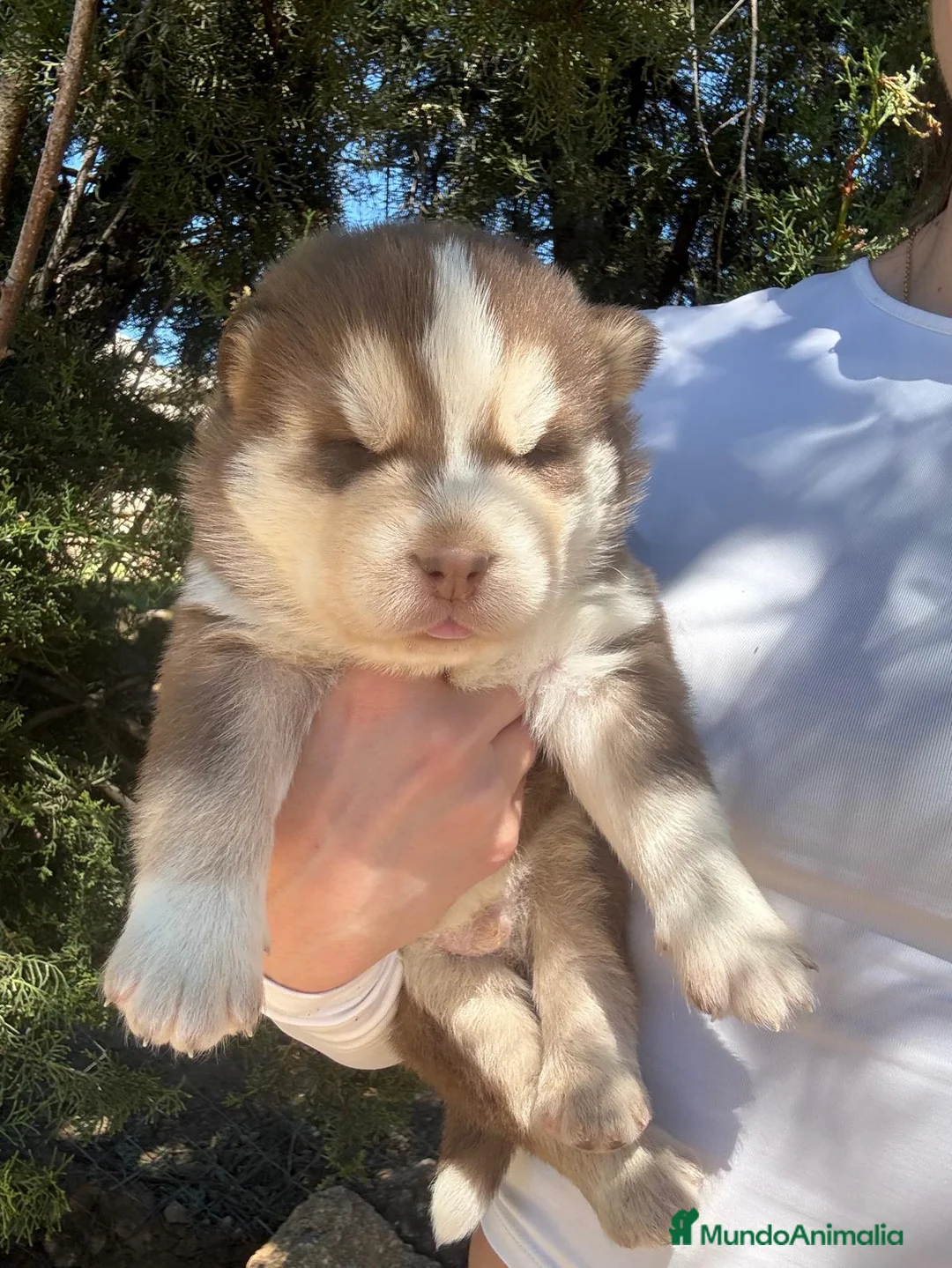 Husky Siberiano perros en venta: Husky siberiano  - Anuncio 2