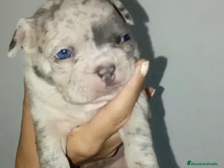 Bulldog Francés perros - Anuncio 23