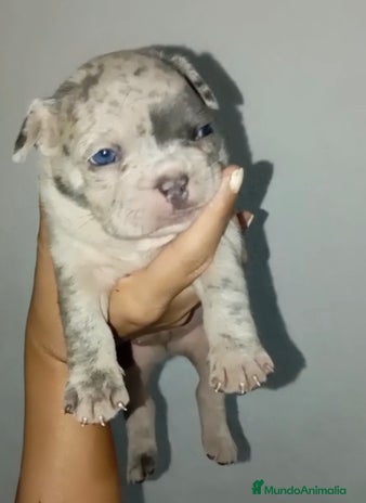 Bulldog Francés perros - Anuncio 4