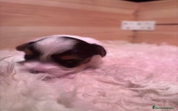 Biewer Yorkshire Terrier a la Pom Pon perros en venta: Biewer - Imagen 7