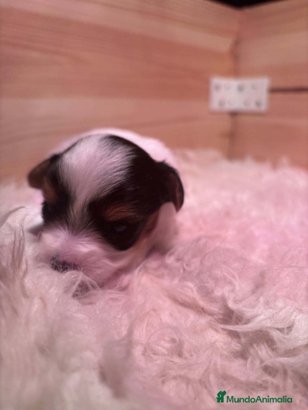 Biewer Yorkshire Terrier a la Pom Pon perros en venta: Biewer - Imagen 7