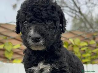 Perro de Agua Español perros PERRO DE AGUA MACHO - Anuncio 2