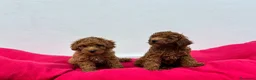 Caniche Toy perros en venta: Caniche toy - Anuncio 4