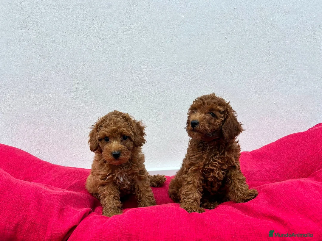 Caniche Toy perros en venta: Caniche toy - Anuncio 4