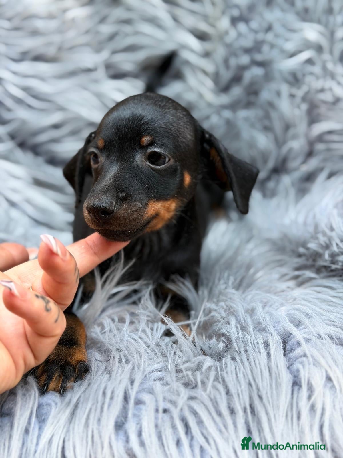 Pinscher Miniatura perros Camada de mini pinscher🐾 - Anuncio 1