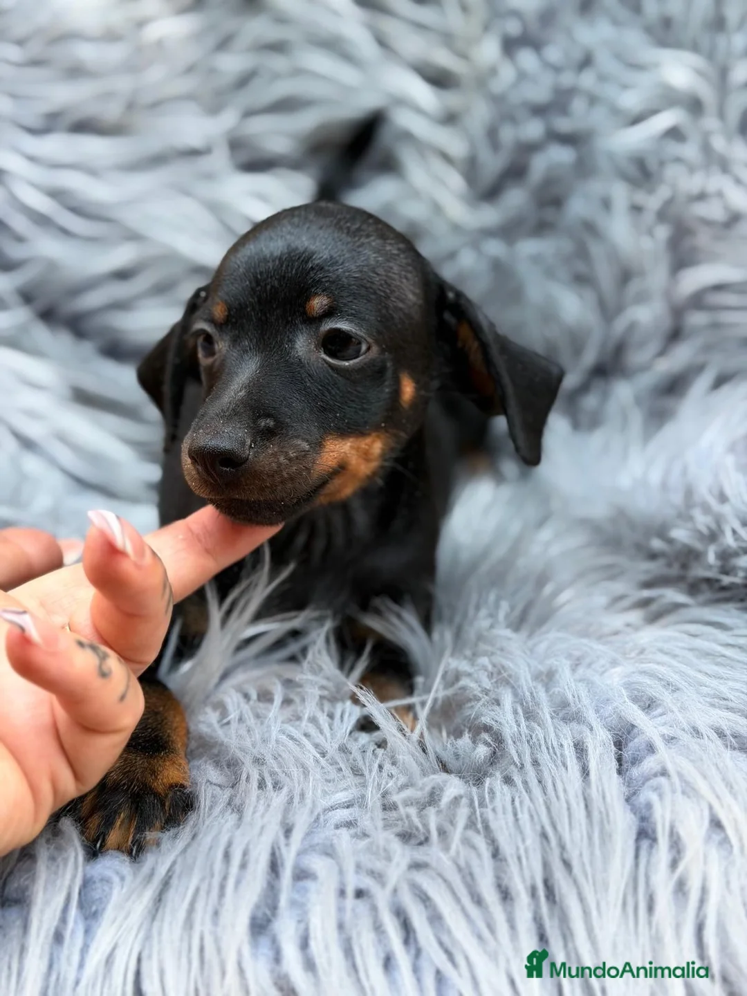 Pinscher Miniatura perros en venta: Camada de mini pinscher🐾 - Anuncio 1