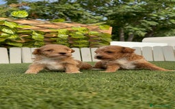 Caniche Toy perros en venta: CANICHE TOY MACHO - Imagen 13