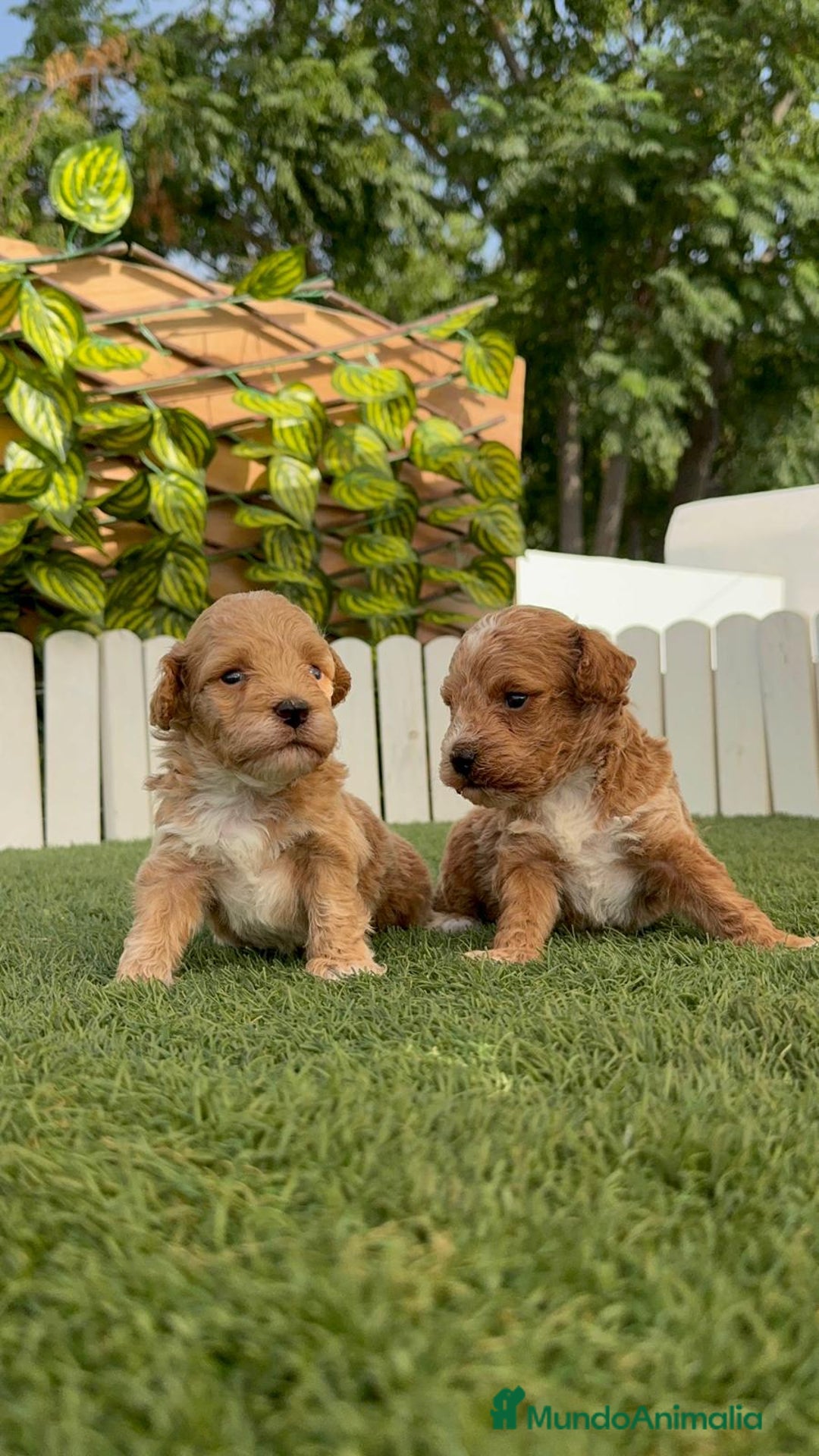 Caniche Toy perros en venta: CANICHE TOY MACHO - Imagen 13