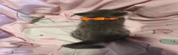 Scottish Fold gatos en venta: Scottish fold blue - Anuncio 7