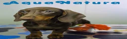 Teckel Miniatura perros en venta: Teckel Hembra DCD 4870 AQUANATURA - Anuncio 7