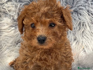 Caniche Toy perros - Anuncio 34