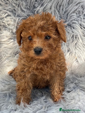 Caniche Toy perros - Anuncio 20