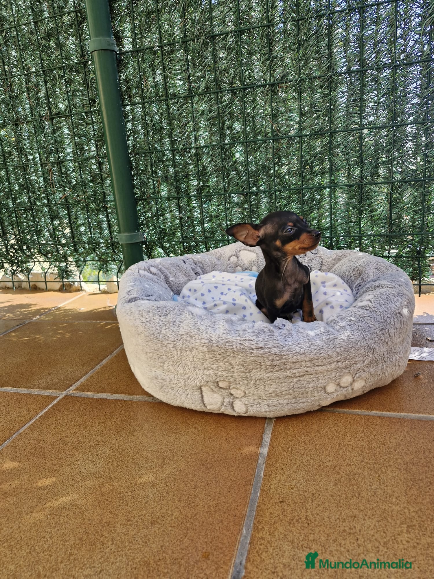 Ratón de Praga perros Ratón de Praga  en Barcelona - Anuncio 2