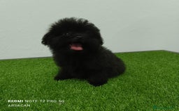 Caniche Toy perros en venta: Caniche toy- pomerania  - Imagen 4