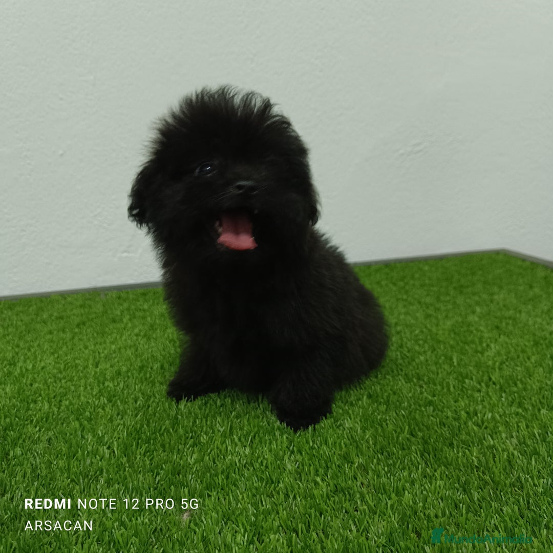 Caniche Toy perros en venta: Caniche toy- pomerania  - Imagen 4
