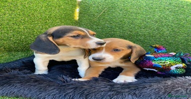 Beagle perros en Ciudad Real - Propaganda 1