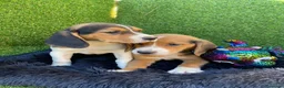 Beagle perros en venta: Beagle cachorro  en Ciudad Real - Anuncio 3