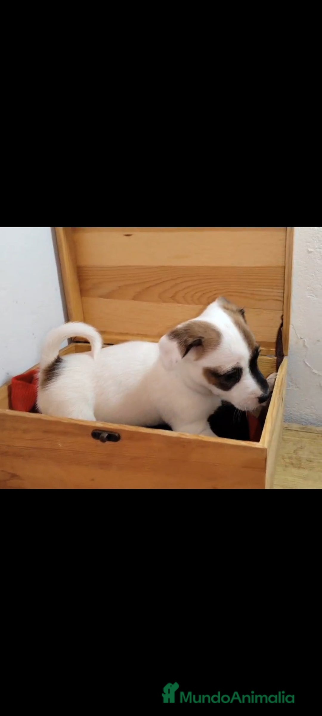 Jack Russell Terrier perros en venta: Jack Russell  - Anuncio 4