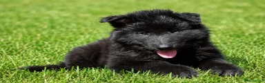 Pastor Belga Groenendael Cachorro 1
