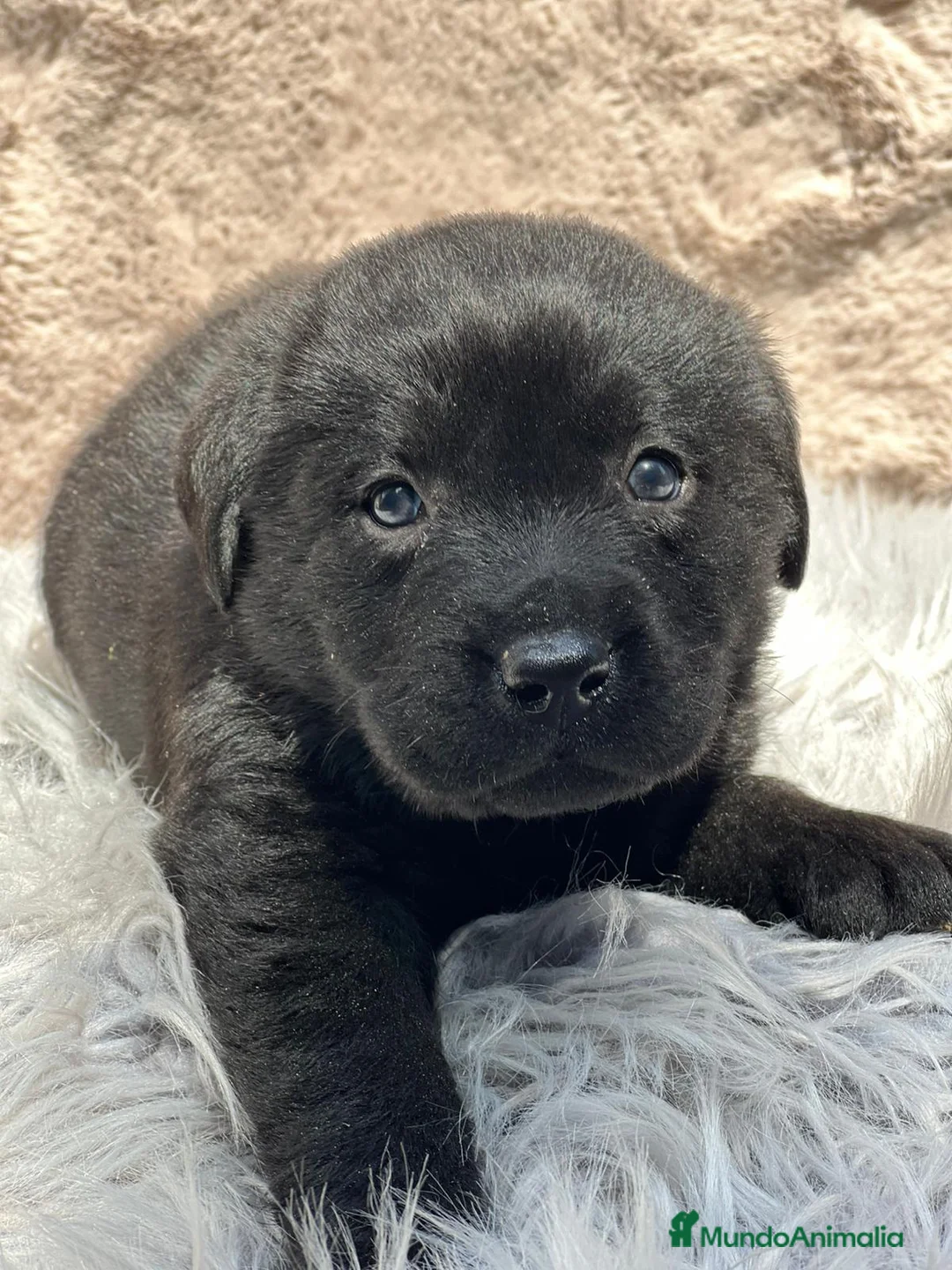 Labrador Retriever perros en venta: Labrador negro - Anuncio 5