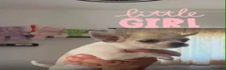 Chihuahua perros en venta: Preciosos chihuahuas toy cabeza manzana - Anuncio 2