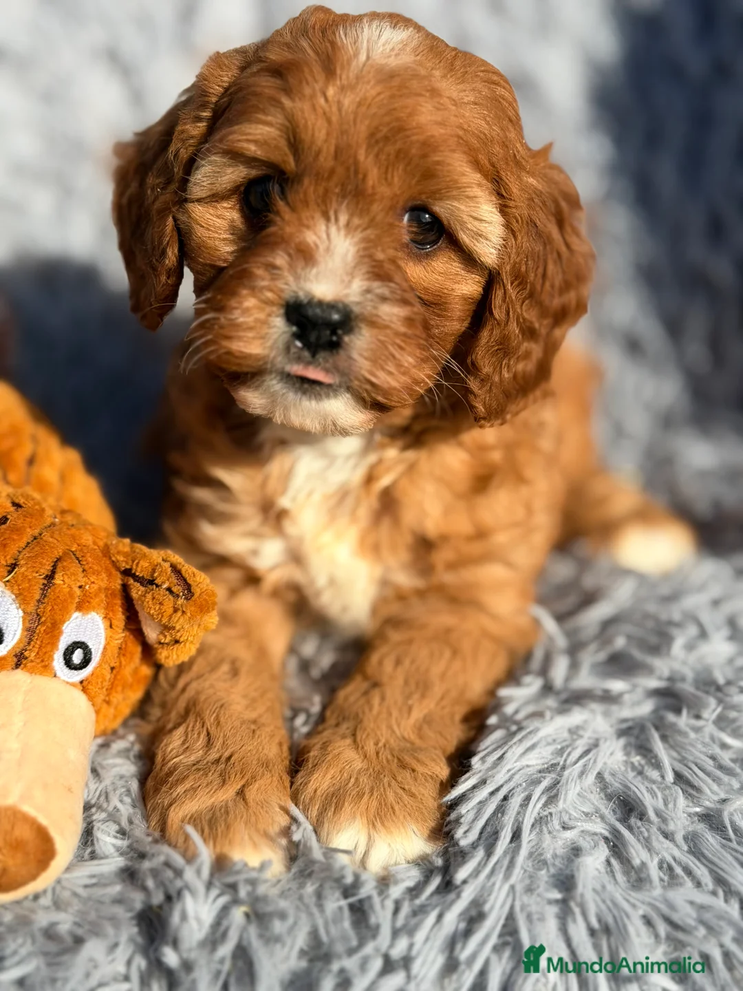 Cavapoo perros en venta: Cavapoo hembra  - Anuncio 5