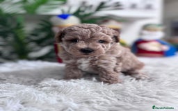 Caniche Toy perros en venta: CANICHE TOY - Anuncio 17