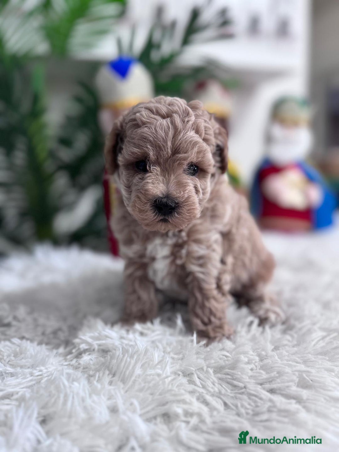 Caniche Toy perros en venta: CANICHE TOY - Anuncio 17