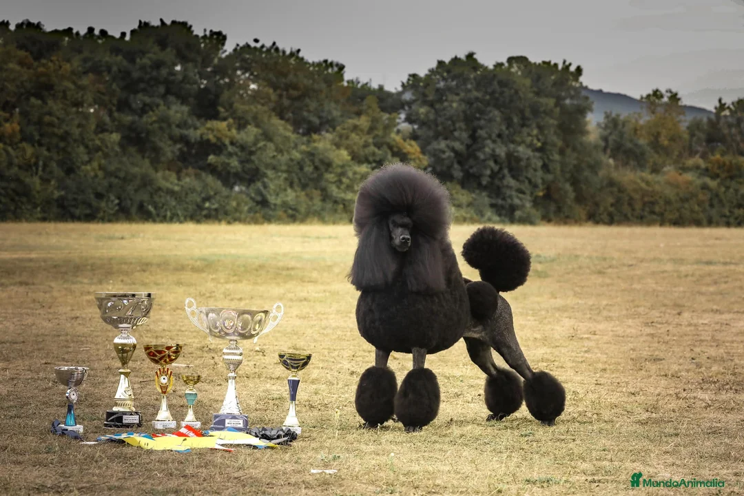 Imagen de galería {{count}}