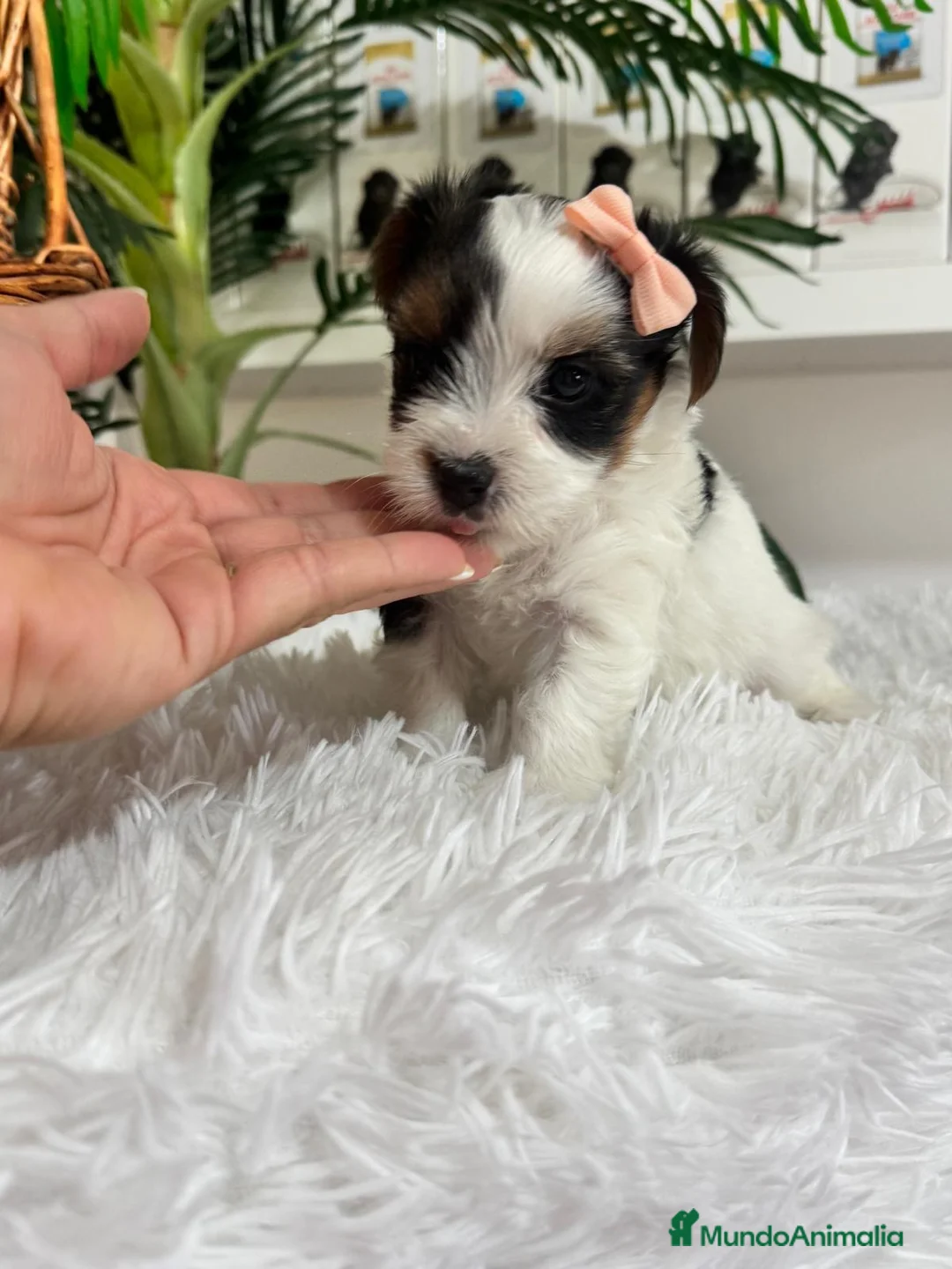 Yorkshire Terrier perros en venta: YORKSHIRE BIEWER - Anuncio 13