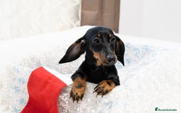 Teckel Miniatura perros en venta: Últimos Teckel miniatura disponible!  - Anuncio 3