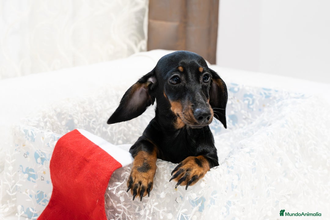 Teckel Miniatura perros en venta: Últimos Teckel miniatura disponible!  - Anuncio 3