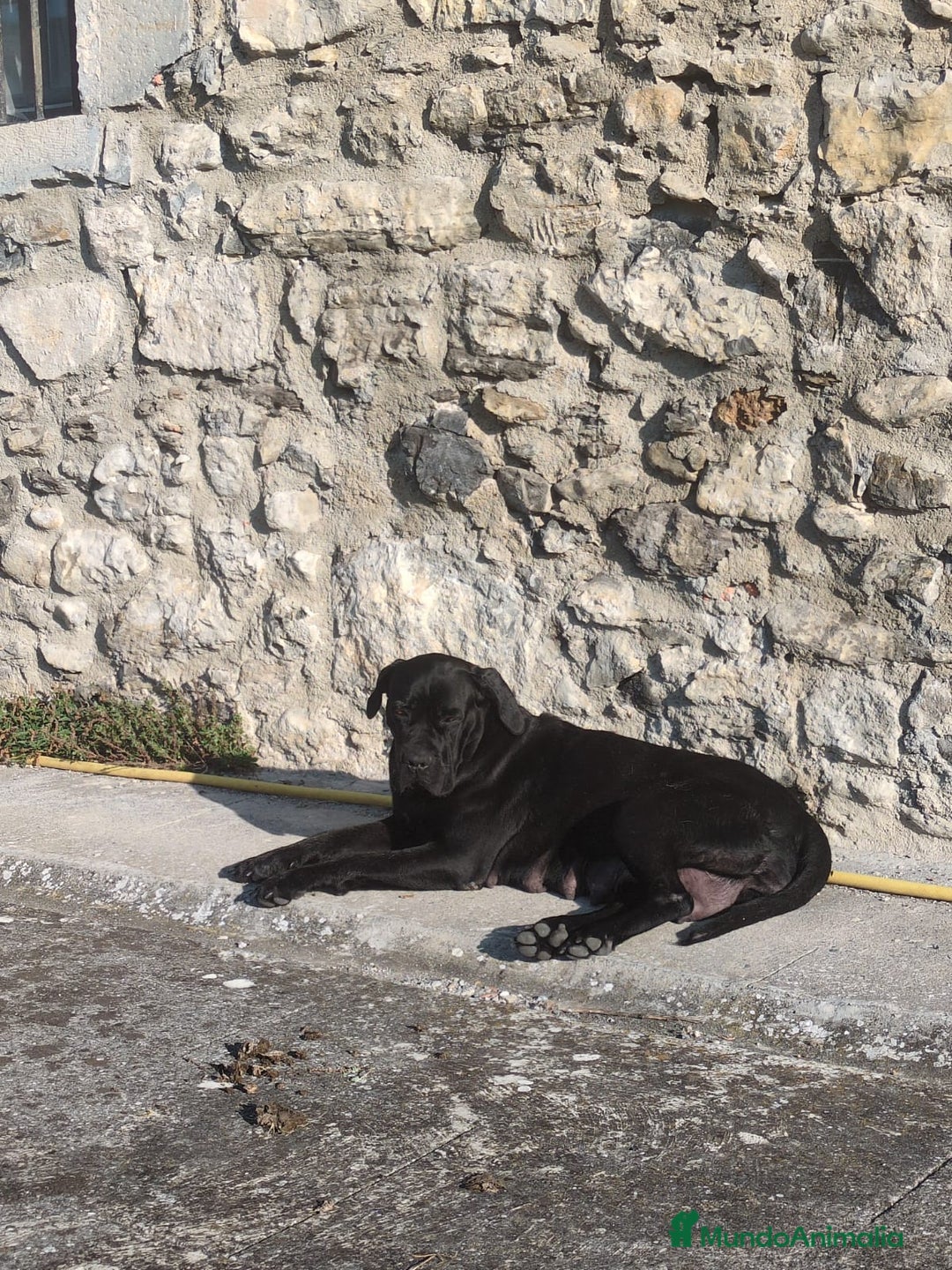Cane Corso perros en venta: Preciosos cachorros de Cane corso - Anuncio 3