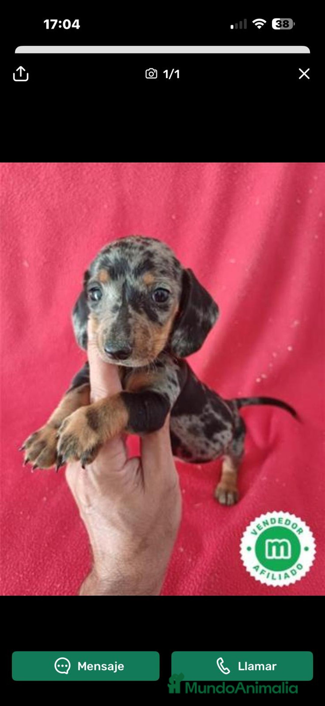 Teckel Miniatura perros en venta: Teckel Miniatura Arlequin  - Anuncio 1