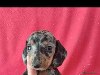 Teckel Miniatura perros Teckel Miniatura Arlequin - Anuncio 1